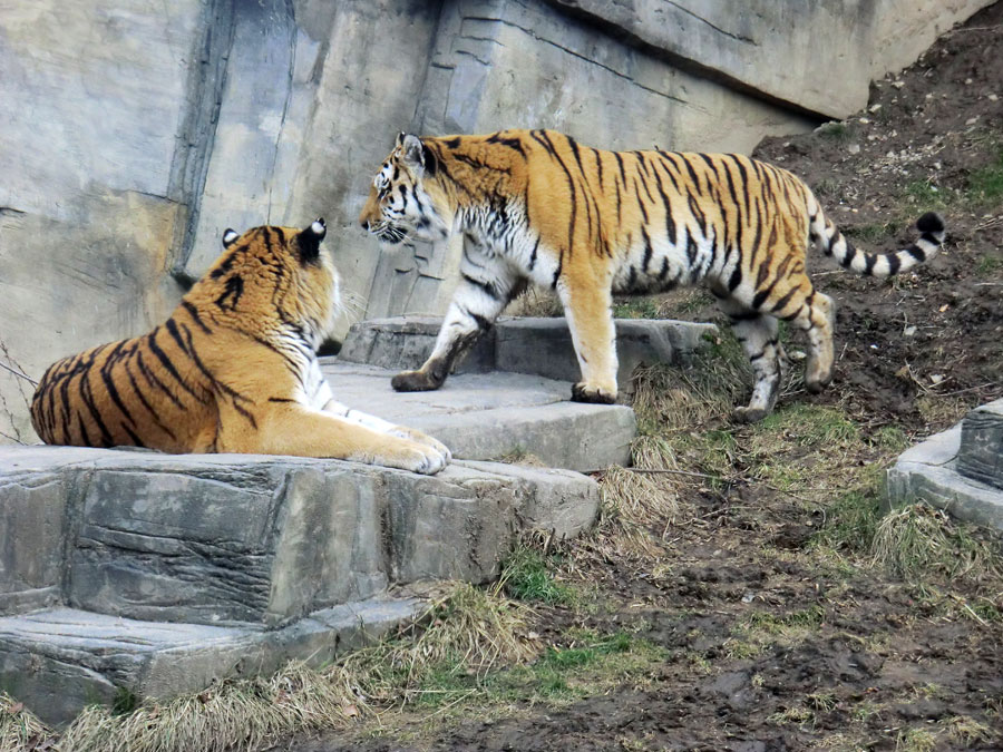 Sibirische Tiger im Zoologischen Garten Wuppertal am 21. Februar 2012