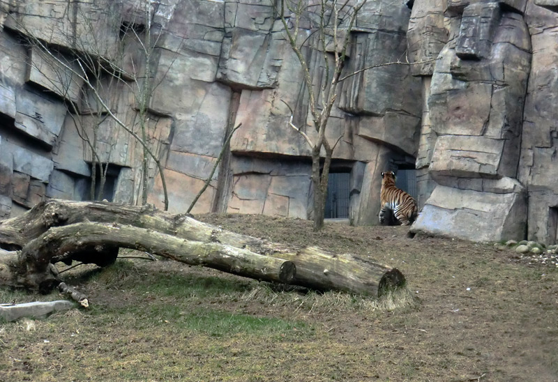 Sibirische Tigerin "Mymoza" im Wuppertaler Zoo am 3. März 2012