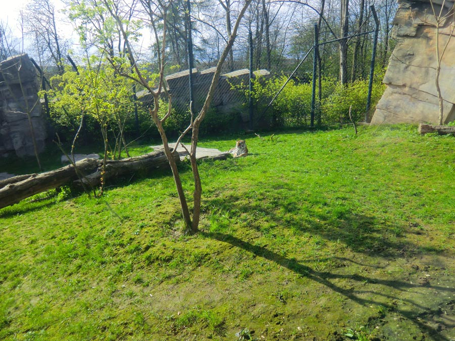 Sibirische Tigerin MYMOZA im Zoo Wuppertal am 22. April 2012