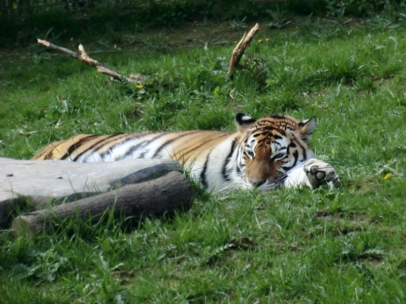 Sibirische Tigerin MYMOZA im Wuppertaler Zoo am 22. April 2012