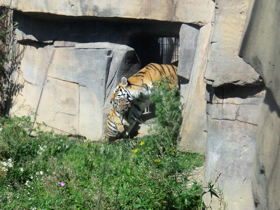 Sibirische Tigerin MYMOZA mit Jungtier im Zoo Wuppertal am 17. August 2012