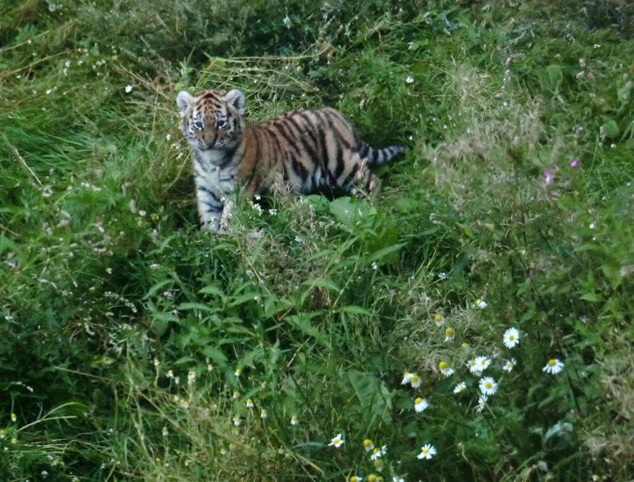 Sibirischer Tiger Jungtier im Wuppertaler Zoo am 18. August 2012