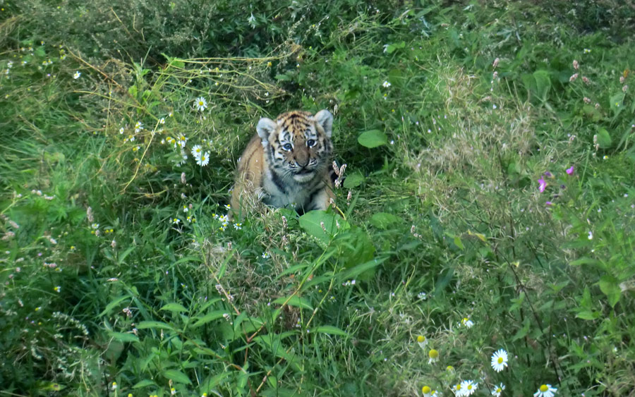 Sibirischer Tiger Jungtier im Zoo Wuppertal am 18. August 2012