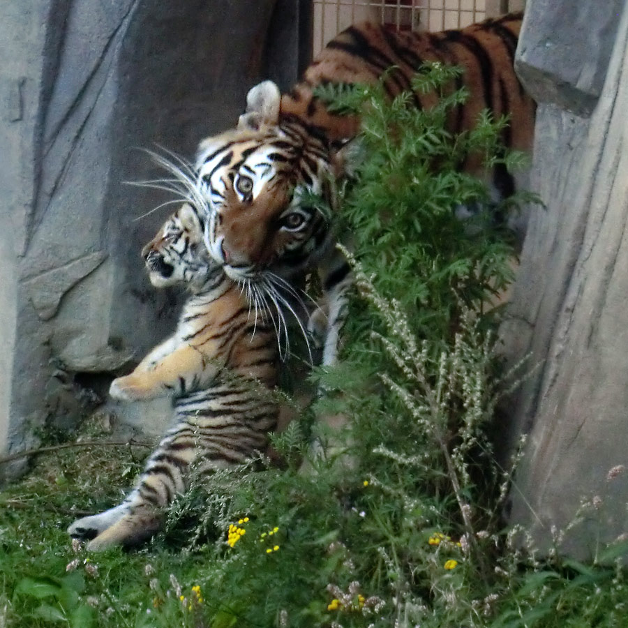 Sibirische Tigerin MYMOZA mit Jungtier im Wuppertaler Zoo am 18. August 2012