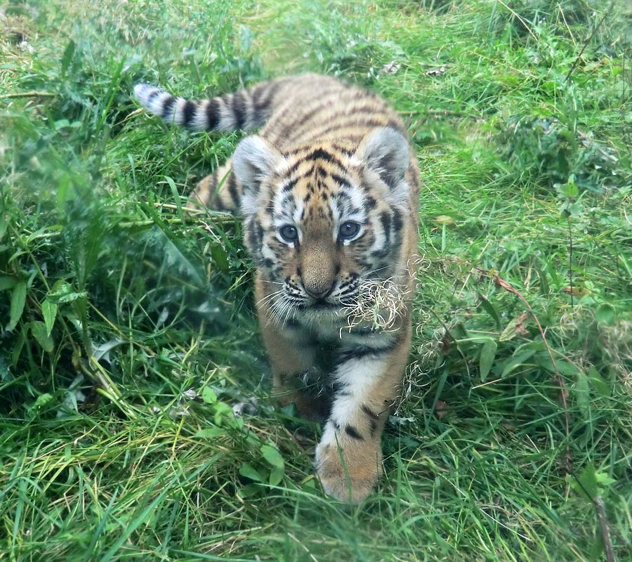 Sibirischer Tiger Jungtier im Zoo Wuppertal am 30. August 2012