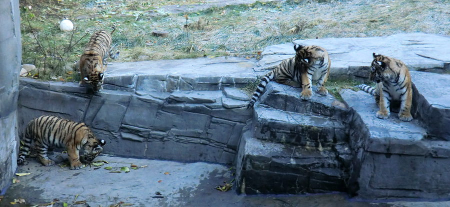 Sibirische Tigerjungtiere im Zoologischen Garten Wuppertal am 28. Oktober 2012