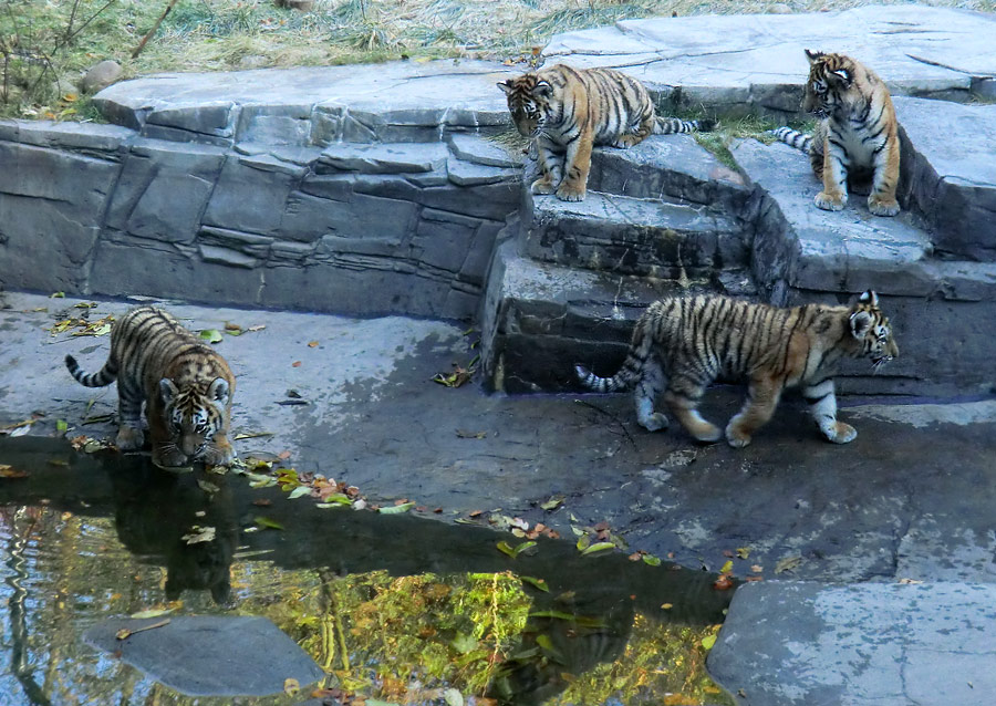Sibirische Tigerjungtiere im Zoo Wuppertal am 28. Oktober 2012