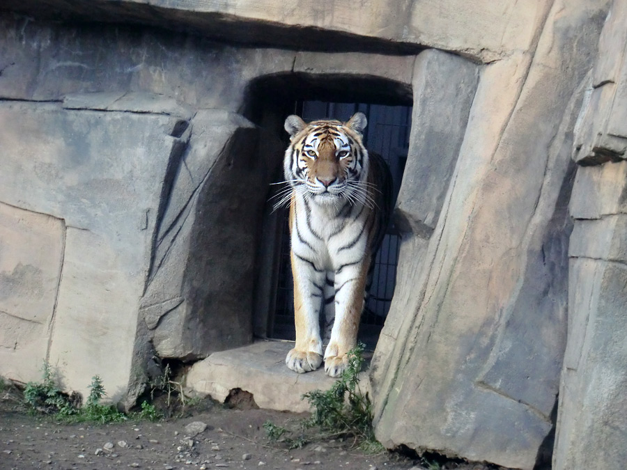 Sibirische Tigerin MYMOZA im Zoo Wuppertal am 23. September 2013