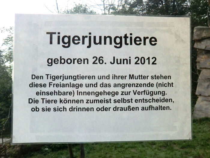 Information zu den Sibirischen Tigerjungtieren im Wuppertaler Zoo am 23. September 2013