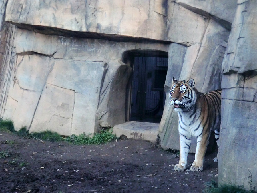 Sibirische Tigerin MYMOZA im Wuppertaler Zoo am 15. November 2013