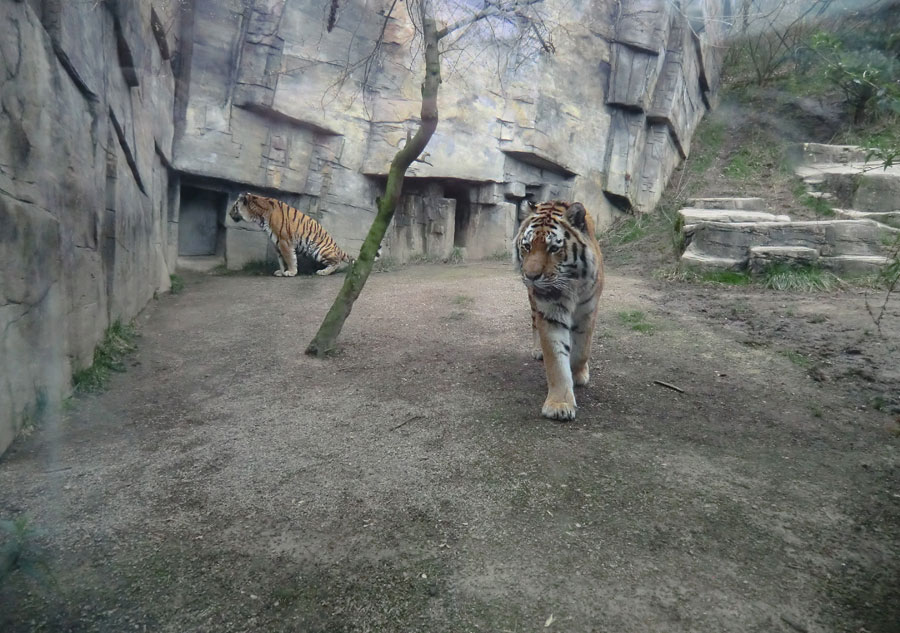 Sibirische Tiger Wassja und Mandschu im Wuppertaler Zoo im März 2014