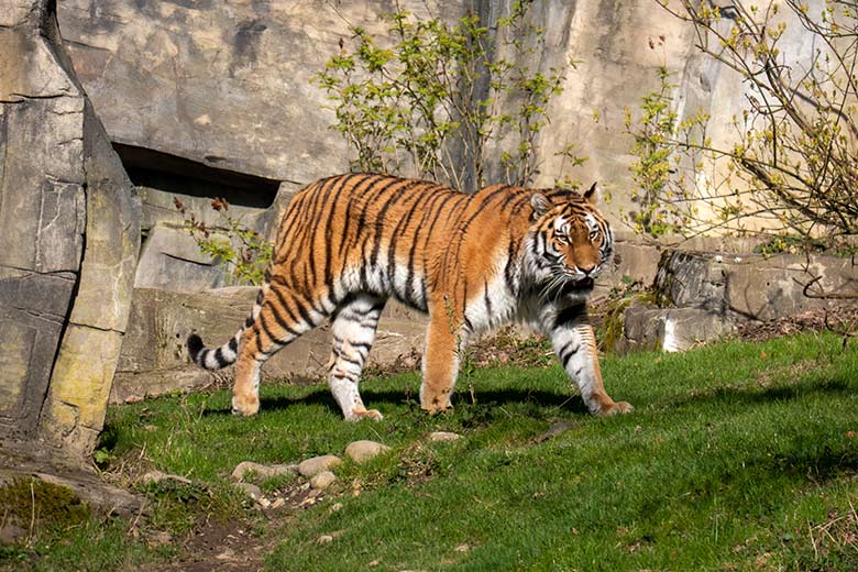 Amur-Tiger-Katze TULLIA am 9. März 2024 auf der großen Außenanlage im Tiger-Tal im Wuppertaler Zoo