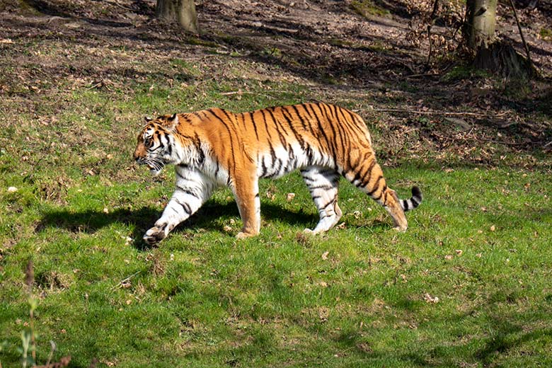 Amur-Tiger-Katze TULLIA am 9. März 2024 auf der großen Außenanlage im Tiger-Tal im Zoologischen Garten Wuppertal