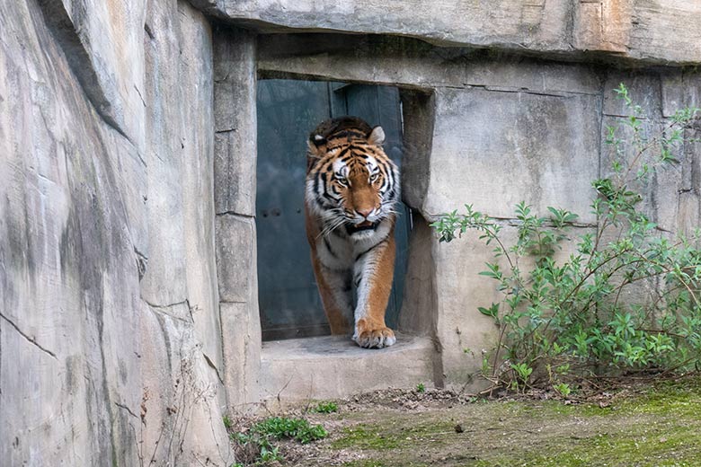 Amur-Tiger-Katze TULLIA am 10. März 2024 auf der großen Außenanlage im Tiger-Tal im Grünen Zoo Wuppertal