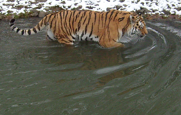 Sibirischer Tiger im Wuppertaler Zoo im April 2008