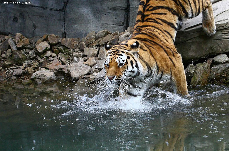 Sibirischer Tiger im Wuppertaler Zoo im Oktober 2008 (Foto Marion Bruse)