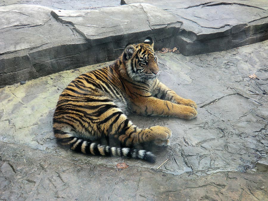 Sumatra-Tiger DASEEP im Wuppertaler Zoo im April 2011