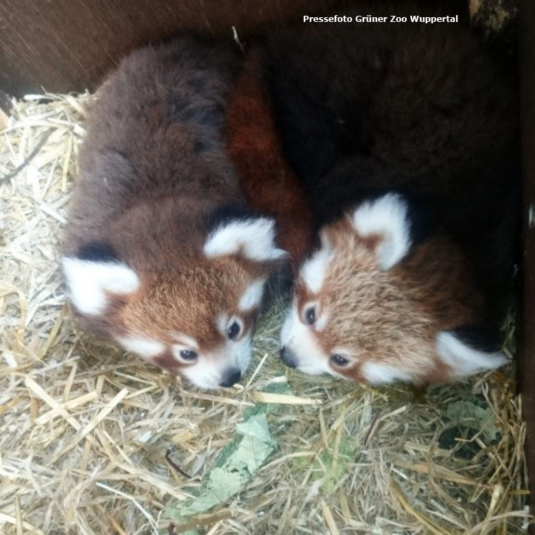 Pressebild: Rote Pandas am 2. September 2015 im Welsh Mountain Zoo Colwyn Bay im nördlichen Wales in Großbritanien (Foto Grüner Zoo Wuppertal)
