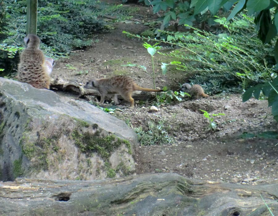 Erdmännchen im Wuppertaler Zoo im Mai 2014