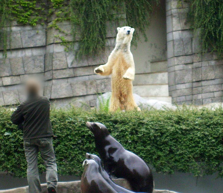 Seelöwen-Fütterung im Zoo Wuppertal im Mai 2010