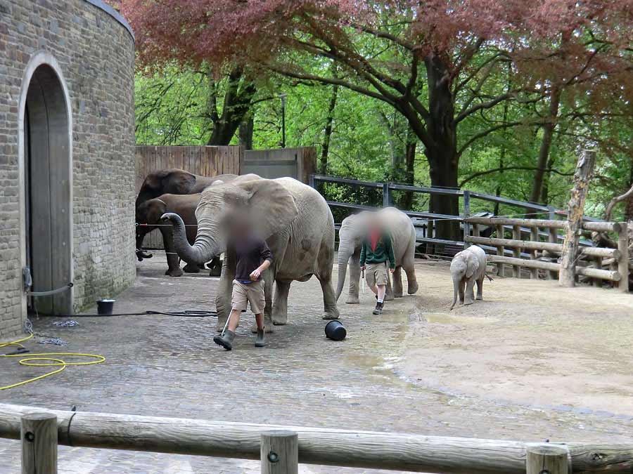 Afrikanische Elefantenfamilie im Zoologischen Garten Wuppertal am 16. April 2011
