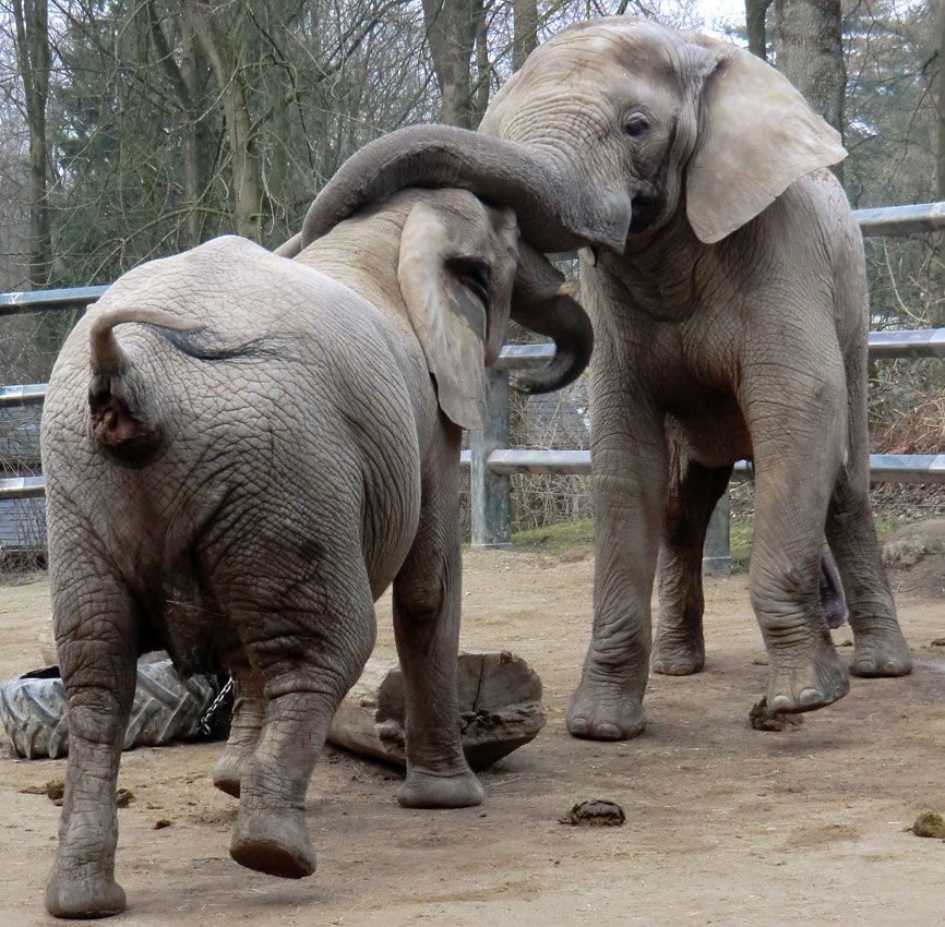 Afrikanische Elefanten im Zoo Wuppertal im März 2012