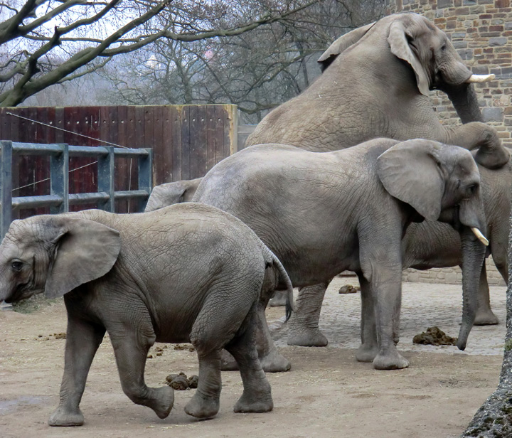 Paarungsversuch der Afrikanischen Elefanten im Zoo Wuppertal im März 2012