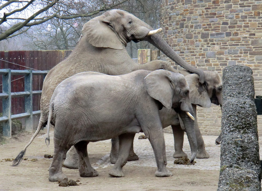 Paarungsversuch der Afrikanischen Elefanten im Zoologischen Garten Wuppertal im März 2012