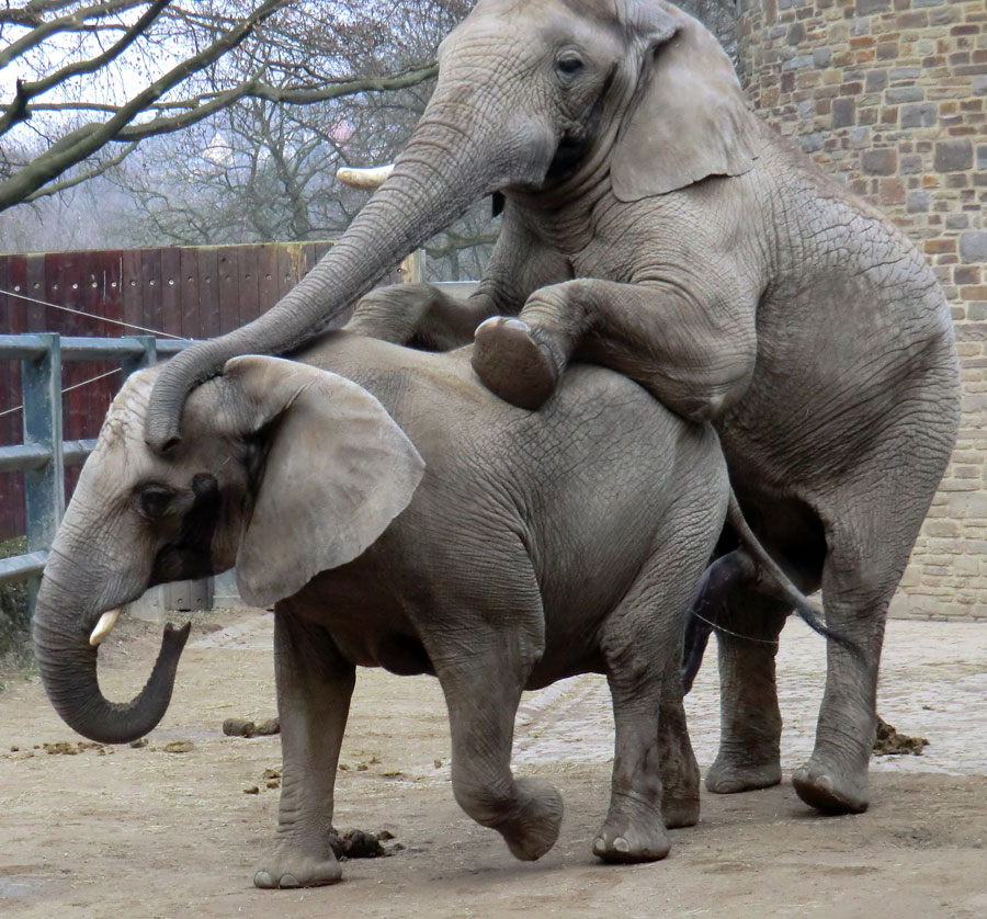 Paarungsversuch der Afrikanischen Elefanten im Zoologischen Garten Wuppertal im März 2012