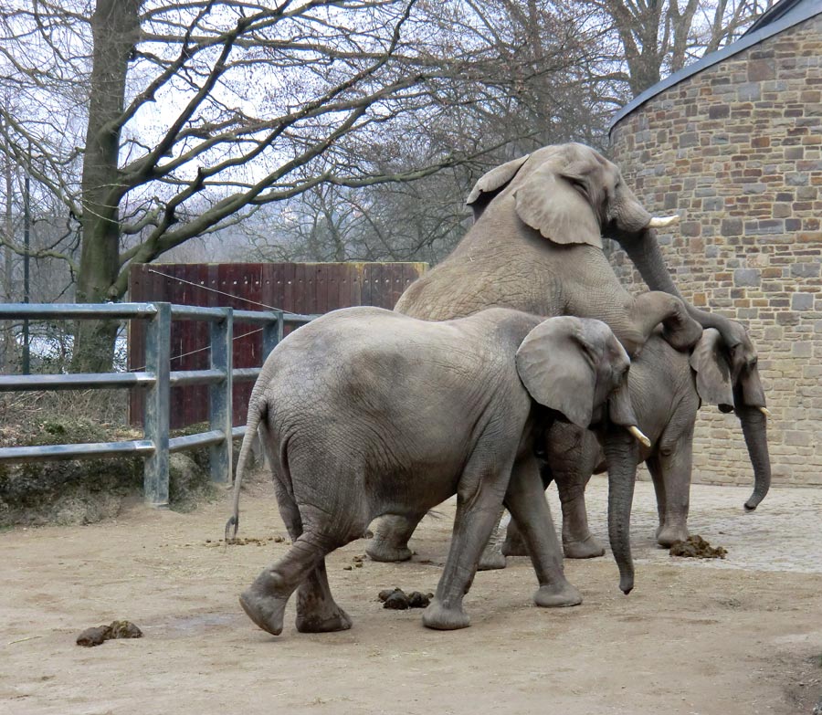 Paarung der Afrikanischen Elefanten im Zoologischen Garten Wuppertal im März 2012