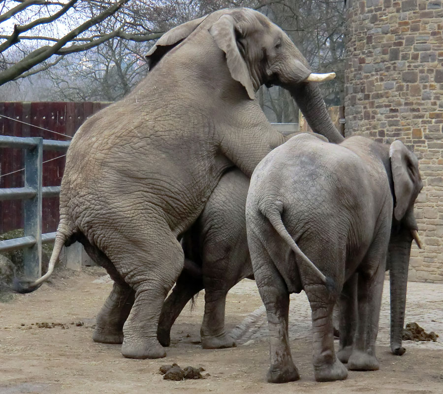 Paarung der Afrikanischen Elefanten im Wuppertaler Zoo im März 2012