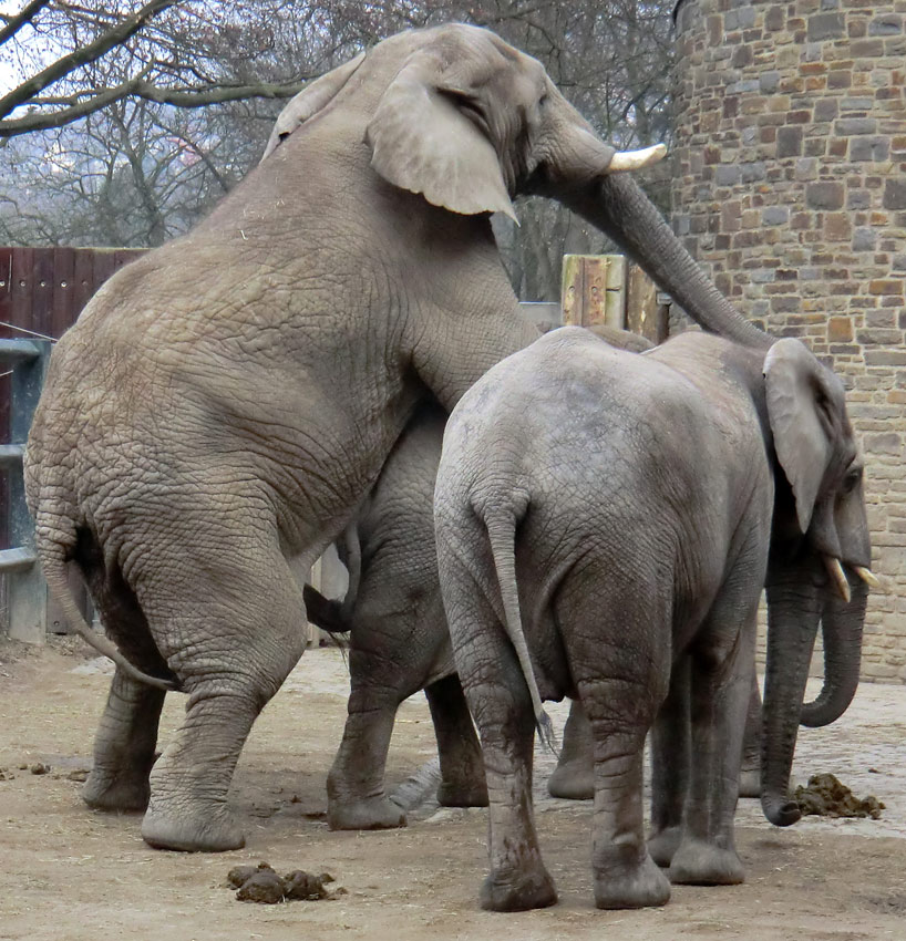 Paarung der Afrikanischen Elefanten im Zoo Wuppertal im März 2012