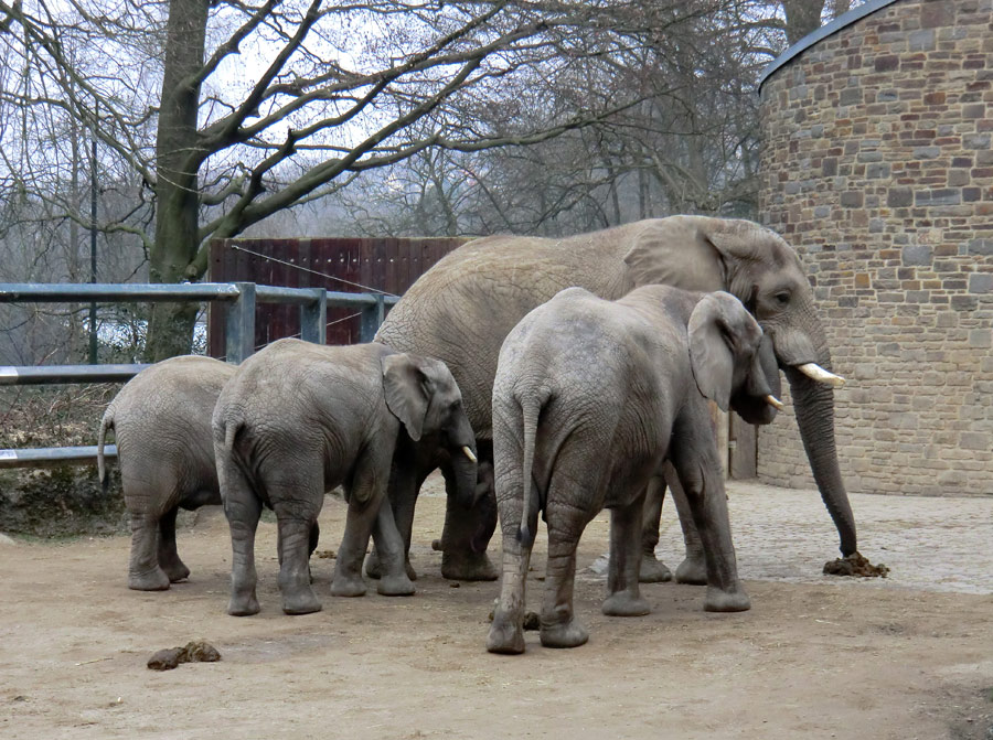 Afrikanische Elefanten im Zoo Wuppertal im März 2012