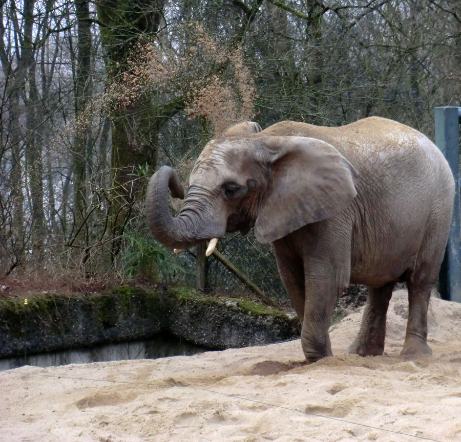 Sandbad der Afrikanischen Elefantenkuh im Wuppertaler Zoo im März 2012