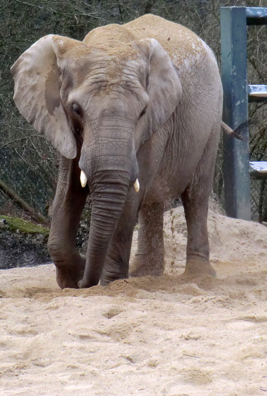 Sandbad der Afrikanischen Elefantenkuh im Zoologischen Garten Wuppertal im März 2012