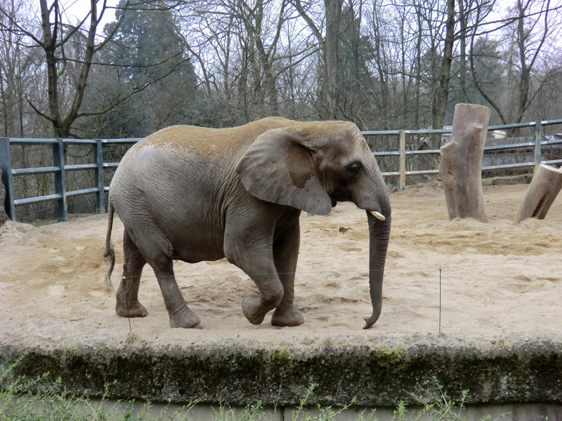 Afrikanische Elefantenkuh im Zoo Wuppertal im März 2012