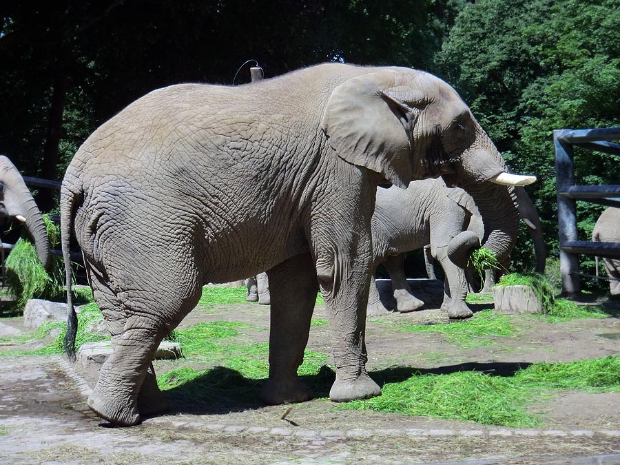 Afrikanische Elefanten im Zoo Wuppertal im Juni 2012