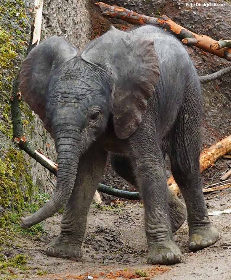Elefantenjungtier "Tuffi" am 21. März 2016 im Zoologischen Garten der Stadt Wuppertal (Foto Diedrich Kranz)