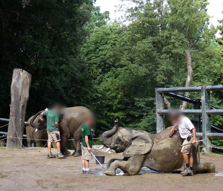 Morgendliche Waschroutine auf dem Waschplatz im oberen Bereich der Außenanlage beim Elefantentag im Grünen Zoo Wuppertal am 13. August 2016