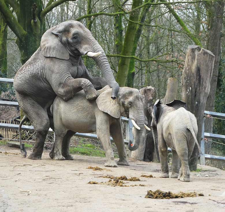 Paarung der Afrikanischen Elefanten TUSKER und SWENI am 27. Januar 2018 auf der Außenanlage am Elefantenhaus im Zoo Wuppertal