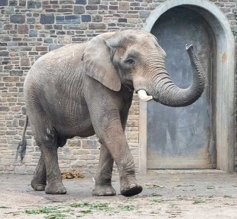 Afrikanischer Elefanten-Bulle TUSKER am 29. Dezember 2018 auf der Bullen-Außenanlage im Grünen Zoo Wuppertal