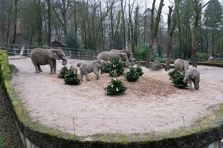Die sieben Afrikanischen Elefanten der Wuppertaler Elefanten-Herde an von Zoogästen geschmückten Nadelbäumen am 20. Dezember 2023 auf der größeren Außenanlage im Zoologischen Garten der Stadt Wuppertal