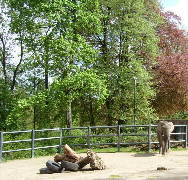 Afrikanischer Elefantenbulle im Zoologischen Garten Wuppertal im Mai 2008