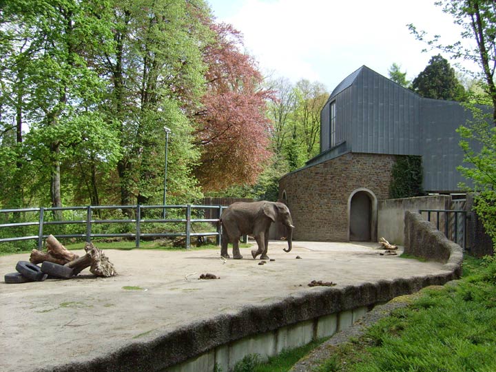 Afrikanischer Elefantenbulle im Zoo Wuppertal im Mai 2008