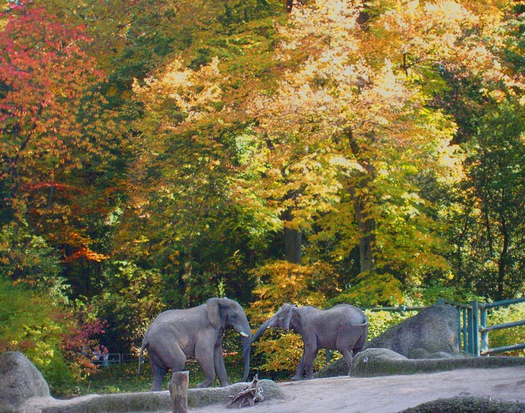 Afrikanische Elefanten vor Bäumen mit prächtigem Herbstlaub im Wuppertaler Zoo im Oktober 2008
