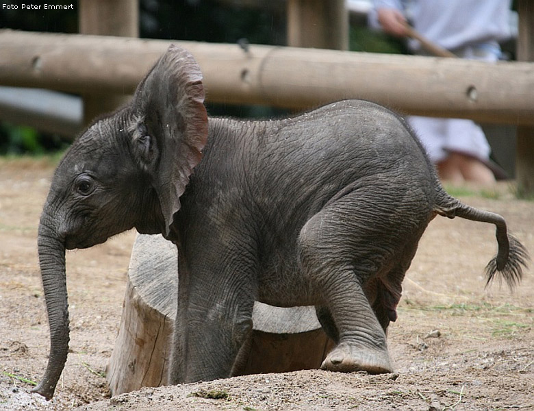 Das 10 Tage junge Elefanten-Baby TIKA im Zoologischen Garten Wuppertal am 23. Juli 2007 (Foto Peter Emmert)