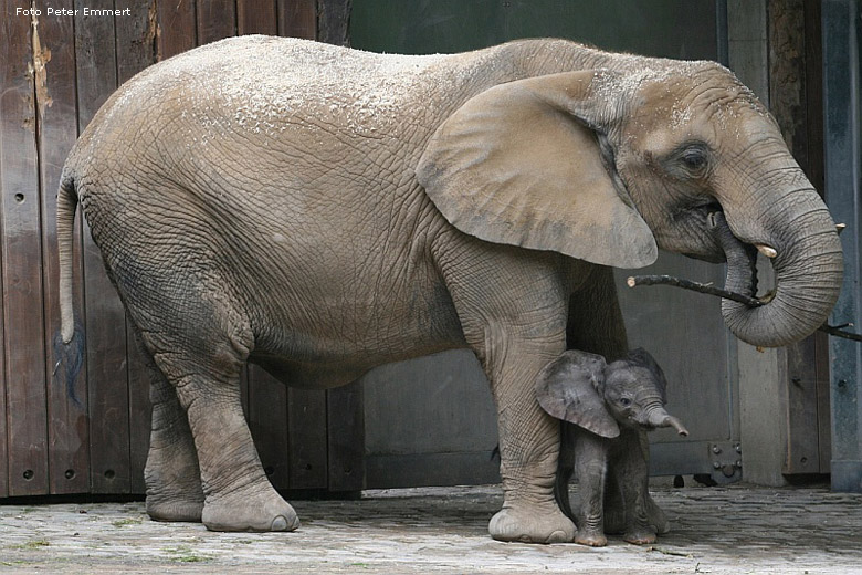 Die Elefantenmutter SABIE mit dem Elefanten-Baby TIKA im Zoo Wuppertal am 23. Juli 2007 (Foto Peter Emmert)