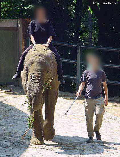 Afrikanischer Elefant im Wuppertaler Zoo im Juni 2004 (Foto Frank Gennes)