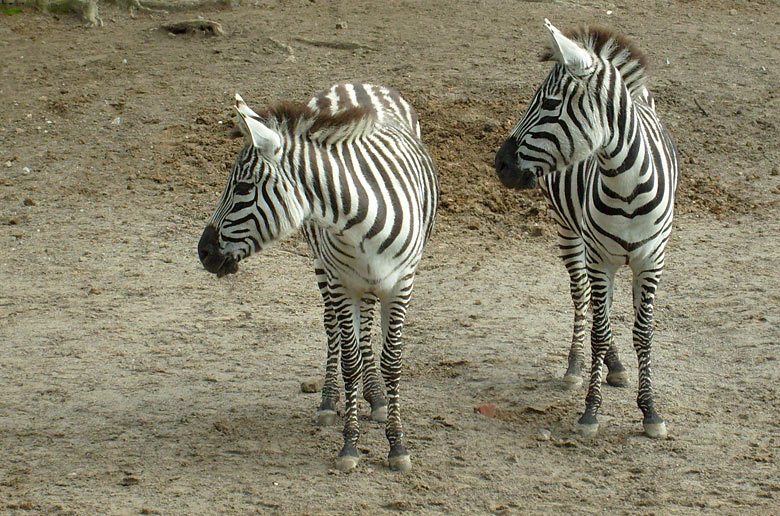 Böhm-Zebras im Zoologischen Garten Wuppertal im Februar 2009