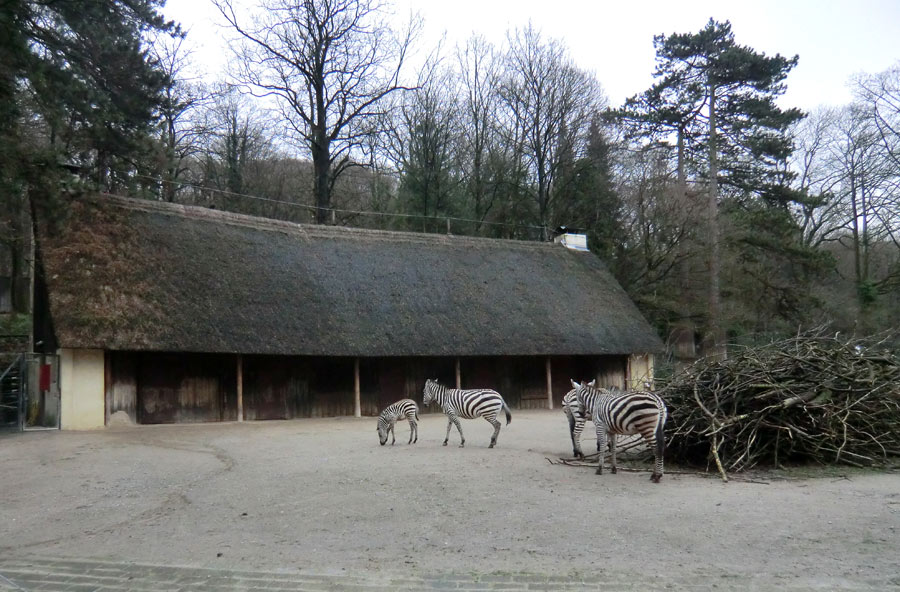 Afrika-Anlage mit Böhmzebras im Zoo Wuppertal im Dezember 2013